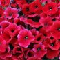 60 PCS Seeds Middle-sized Rose Red Garden Petunia Annual Flower