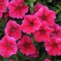 60 PCS Seeds Middle-sized Rose Red Garden Petunia Annual Flower