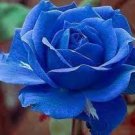 100 PCS Seeds Midenight Rose Seeds Light Purple Light Blue Double Flowers 100 PCS Seeds Midenight Rose Seeds Light Purple Light Blue Double Flowers