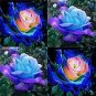 100 PCS Seeds Midenight Rose Seeds Light Purple Light Blue Double Flowers