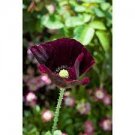 150 PCS Seeds Midnight Poppy Papaver Somniferum 150 PCS Seeds Midnight Poppy Papaver Somniferum