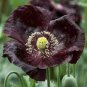 150 PCS Seeds Midnight Poppy Papaver Somniferum