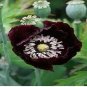 150 PCS Seeds Midnight Poppy Papaver Somniferum