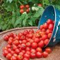20 PCS Seeds Milky Red Cherry Tomato, Edible Organic Fruits