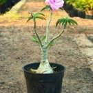 2 PCS Seeds Milky White & Deep Red Adenium Garden Flower 2 PCS Seeds Milky White & Deep Red Adenium Garden Flower
