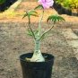 2 PCS Seeds Milky White & Deep Red Adenium Garden Flower
