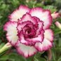 2 PCS Seeds Milky White & Deep Red Adenium Garden Flower