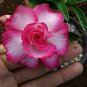 2 PCS Seeds Milky White & Deep Red Adenium Garden Flower
