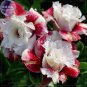 2 PCS Seeds Milky White & Deep Red Adenium Garden Flower