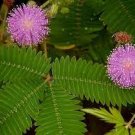 30 PCS Seeds Mimosa Flower Plant