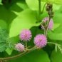 30 PCS Seeds Mimosa Flower Plant