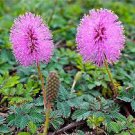 20 PCS Seeds Mimosa Pudica Seeds Pink Flowers Sensitive Plant 20 PCS Seeds Mimosa Pudica Seeds Pink Flowers Sensitive Plant