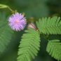 20 PCS Seeds Mimosa Pudica Seeds Pink Flowers Sensitive Plant