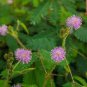 20 PCS Seeds Mimosa Pudica Seeds Pink Flowers Sensitive Plant