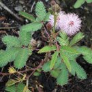 35 PCS Seeds Mimosa Pudica Sensitive Plant Foliage Plant