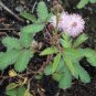 35 PCS Seeds Mimosa Pudica Sensitive Plant Foliage Plant