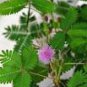 35 PCS Seeds Mimosa Pudica Sensitive Plant Foliage Plant