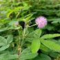 35 PCS Seeds Mimosa Pudica Sensitive Plant Foliage Plant