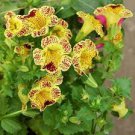 30 PCS Seeds Mimulus Luteus
