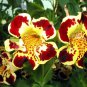 30 PCS Seeds Mimulus Luteus