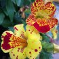 30 PCS Seeds Mimulus Luteus