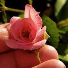 50 PCS Seeds Minature Light Pink Rose 50 PCS Seeds Minature Light Pink Rose