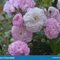 50 PCS Seeds Minature Light Pink Rose