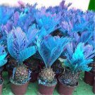10 PCS Seeds MiNI Blue Sago Cycas Bonsai Revolute Plant Bonsai
