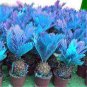 10 PCS Seeds MiNI Blue Sago Cycas Bonsai Revolute Plant Bonsai