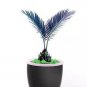 10 PCS Seeds MiNI Blue Sago Cycas Bonsai Revolute Plant Bonsai