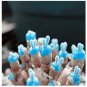 100 PCS Seeds Mini Blue Succlent Seed Monilaria Obconica Rabbit Living Lithops Flowers