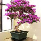 100 PCS Seeds Mini Bonsai Orchid
