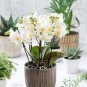 100 PCS Seeds Mini Bonsai Orchid