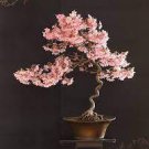 100 PCS Seeds Mini Bonsai Sakura Flower 100 PCS Seeds Mini Bonsai Sakura Flower