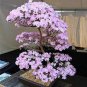 100 PCS Seeds Mini Bonsai Sakura Flower