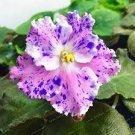50 PCS Seeds Mini Bonsai Violet Plants Colorful Rare African Flower 50 PCS Seeds Mini Bonsai Violet Plants Colorful Rare African Flower