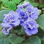 50 PCS Seeds Mini Bonsai Violet Plants Colorful Rare African Flower