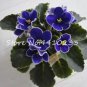 50 PCS Seeds Mini Bonsai Violet Plants Colorful Rare African Flower