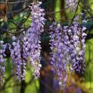 10 PCS Seeds Mini Bonsai Wisteria Tree Indoor Ornamental Plants 10 PCS Seeds Mini Bonsai Wisteria Tree Indoor Ornamental Plants
