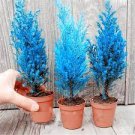 50 PCS Seeds Mini Bule Italian Cypress Tree Plants Popular Bonsai Plants 50 PCS Seeds Mini Bule Italian Cypress Tree Plants Popular Bonsai Plants