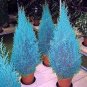 50 PCS Seeds Mini Bule Italian Cypress Tree Plants Popular Bonsai Plants