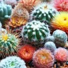 500 PCS Seeds Mini Cactus Suculent 500 PCS Seeds Mini Cactus Suculent