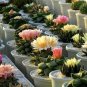 500 PCS Seeds Mini Cactus Suculent