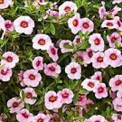 100 PCS Seeds Mini Calibrchoa Million Bells Annual Flower Bonsai 100 PCS Seeds Mini Calibrchoa Million Bells Annual Flower Bonsai