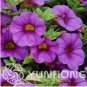 100 PCS Seeds Mini Calibrchoa Million Bells Annual Flower Bonsai