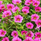 100 PCS Seeds Mini Calibrchoa Million Bells Annual Flower Bonsai 100 PCS Seeds Mini Calibrchoa Million Bells Annual Flower Bonsai