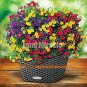 100 PCS Seeds Mini Calibrchoa Million Bells Annual Flower Bonsai