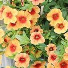 100 PCS Seeds Mini Calibrchoa Million Bells Annual Flower Bonsai 100 PCS Seeds Mini Calibrchoa Million Bells Annual Flower Bonsai