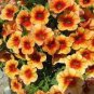 100 PCS Seeds Mini Calibrchoa Million Bells Annual Flower Bonsai