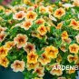 100 PCS Seeds Mini Calibrchoa Million Bells Annual Flower Bonsai